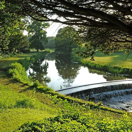 Elder By Birch Broughton (North Yorkshire)